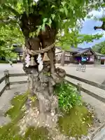 射水神社の自然