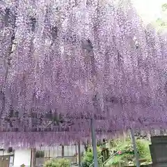 白山神社の自然