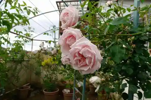 おふさ観音（観音寺）の庭園