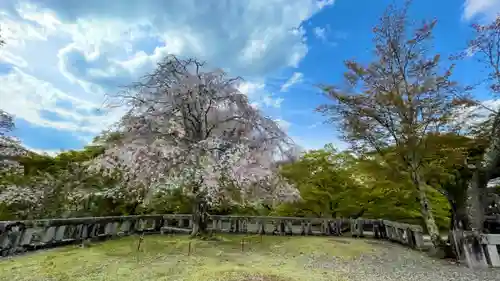 吉野神宮の自然