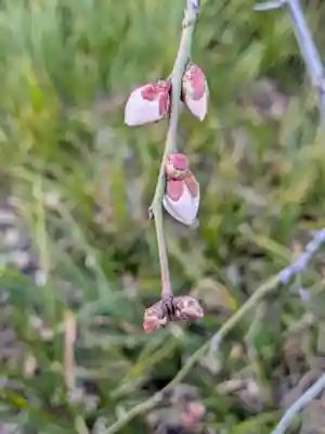 成願寺(東京都)