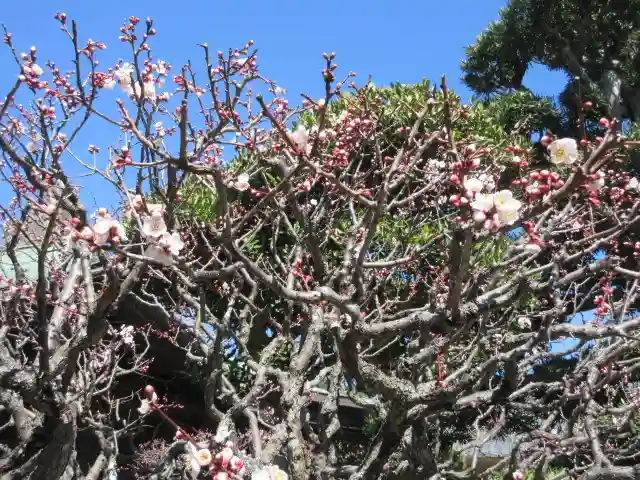 極楽寺(霊鷲山感應院極楽律寺)の自然