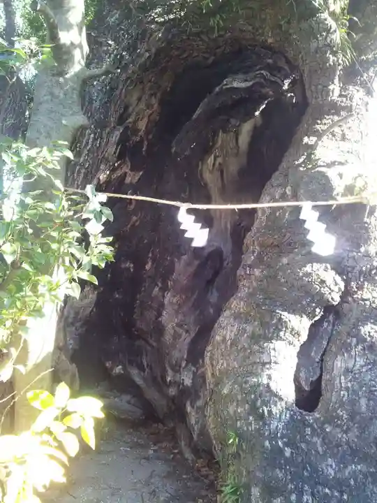 湯前神社の自然