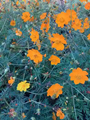 熊野社（塔野地）の自然
