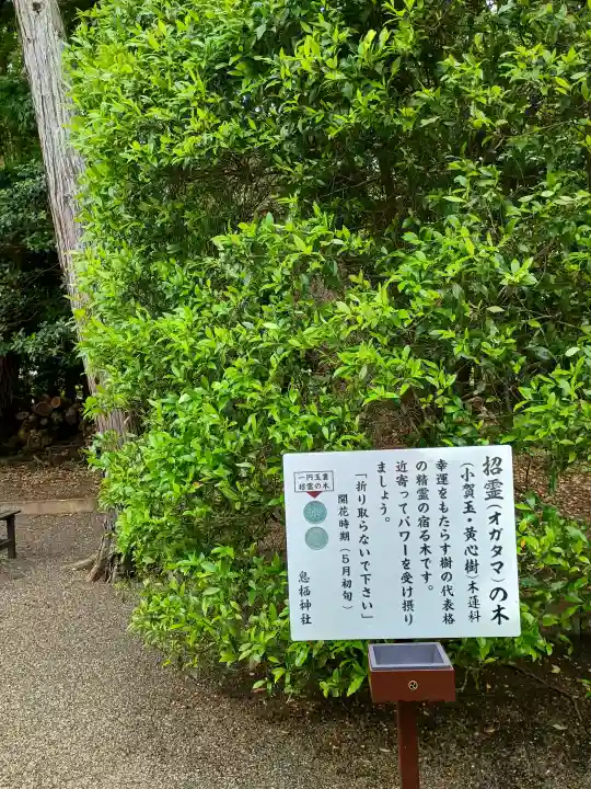息栖神社の{uncategorized: "未分類", other: "その他", undefined: "問題あり", building: "その他建物", grave: "お墓", sacred_gate: "鳥居", guardian: "狛犬", statue: "像", buddha: "仏像", history: "歴史", nature: "自然", garden: "庭園", animal: "動物", pagoda: "塔", temizu: "手水舎", mountain_gate: "山門・神門", sanctuary: "本殿・本堂", subordinate: "末社・摂社", art: "芸術", scenery: "景色", jizo: "地蔵", ema: "絵馬", goshuin: "御朱印", omikuji: "おみくじ", items: "授与品その他", amulet: "お守り", goshuincho: "御朱印帳", eats: "食事", festival: "お祭り", votive_dance: "神楽", shichigosan: "七五三参", wedding: "結婚式", experience: "体験その他", initially: "初詣", around: "周辺", anti_infection: "感染症対策"}