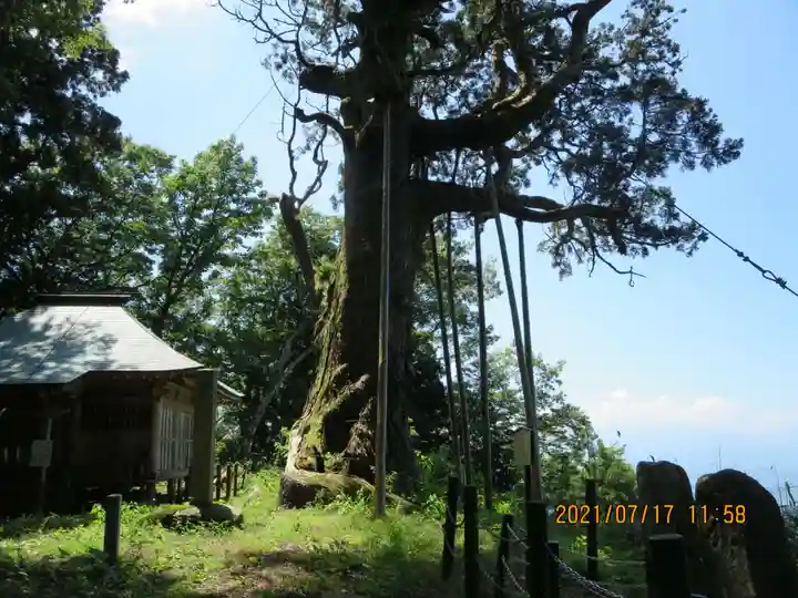 木幡山隠津島神社(二本松市)の自然