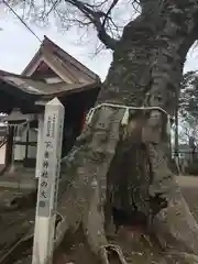 下妻神社の自然