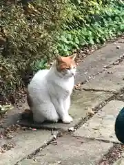 前玉神社の動物