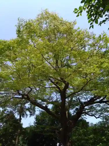 河内阿蘇神社の自然
