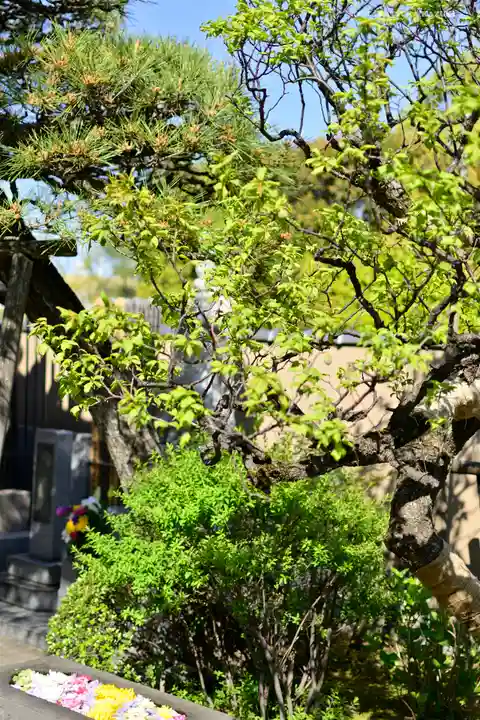 石歴山 妙勝寺の自然
