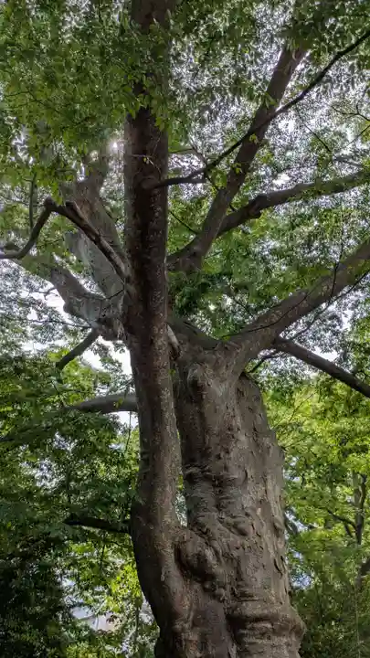愛宕神社(福島県)