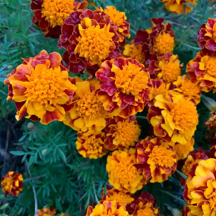 豊景神社の自然