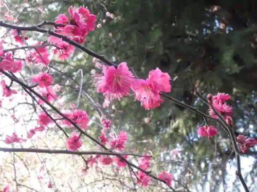 牛天神北野神社の自然