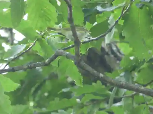 留辺蘂神社の動物