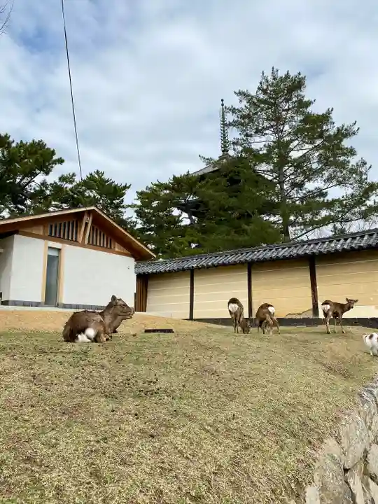 興福寺の動物