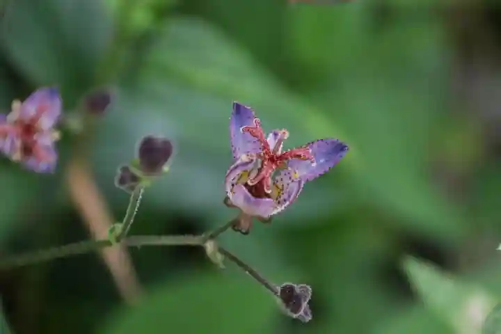 豊景神社の庭園