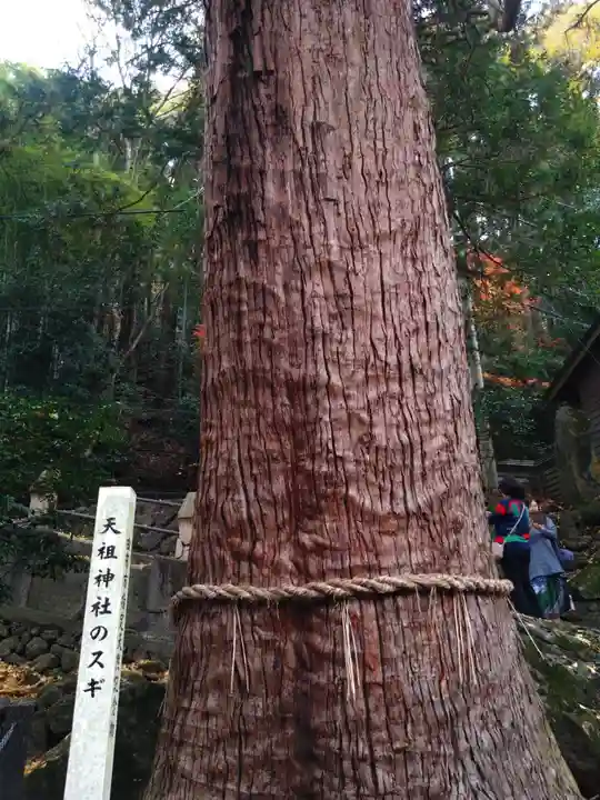 天祖神社の自然