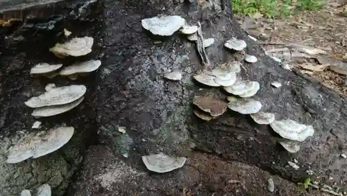 忠栄金刀比羅神社の自然