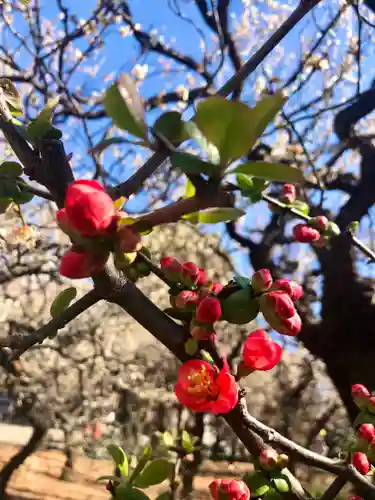 湯島天満宮の自然