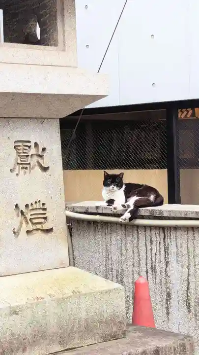 白金氷川神社の動物