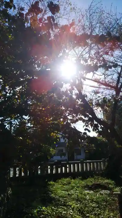 諏訪神社の自然