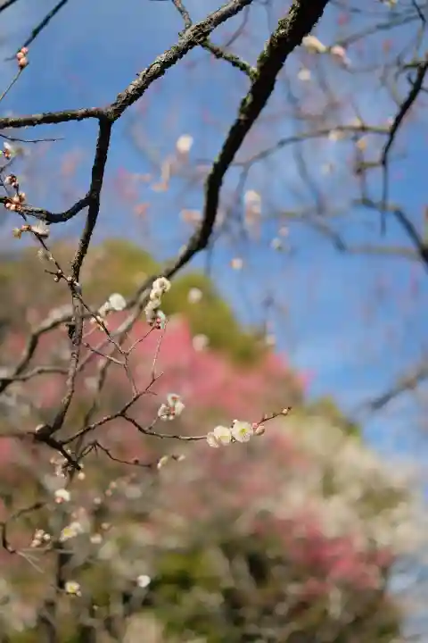 谷保天満宮の{uncategorized: "未分類", other: "その他", undefined: "問題あり", building: "その他建物", grave: "お墓", sacred_gate: "鳥居", guardian: "狛犬", statue: "像", buddha: "仏像", history: "歴史", nature: "自然", garden: "庭園", animal: "動物", pagoda: "塔", temizu: "手水舎", mountain_gate: "山門・神門", sanctuary: "本殿・本堂", subordinate: "末社・摂社", art: "芸術", scenery: "景色", jizo: "地蔵", ema: "絵馬", goshuin: "御朱印", omikuji: "おみくじ", items: "授与品その他", amulet: "お守り", goshuincho: "御朱印帳", eats: "食事", festival: "お祭り", votive_dance: "神楽", shichigosan: "七五三参", wedding: "結婚式", experience: "体験その他", initially: "初詣", around: "周辺", anti_infection: "感染症対策"}