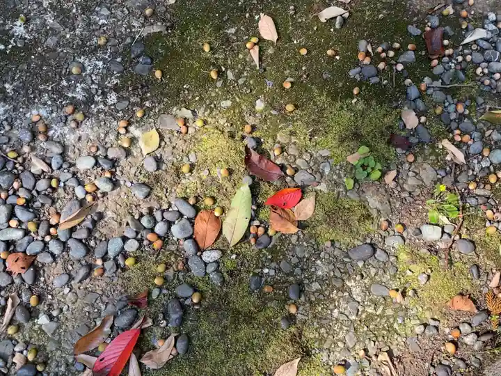 曾屋神社の自然