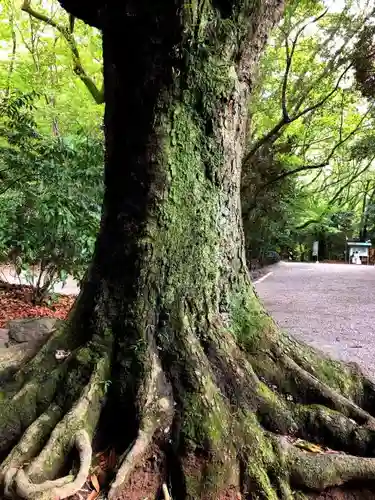 熱田神宮の自然