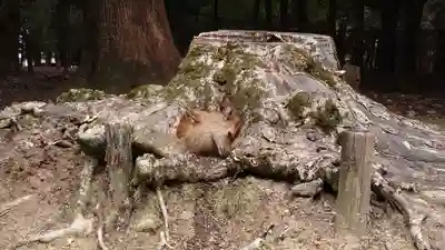 春日大社(奈良県)