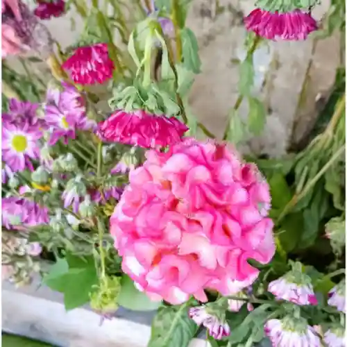 彌彦神社　(伊夜日子神社)(北海道)