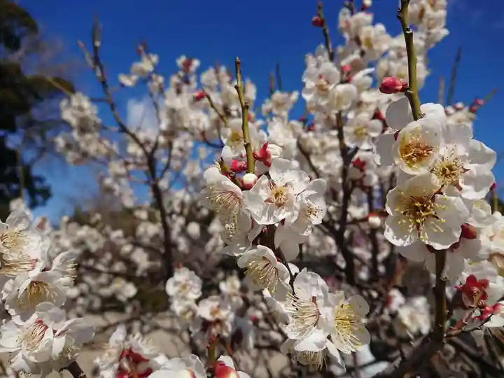 岡崎天満宮の自然