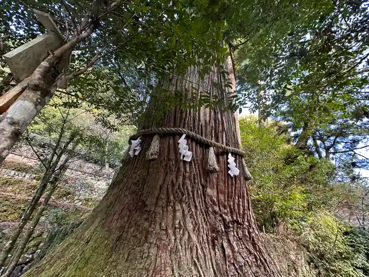 丹生川上神社(中社)の自然