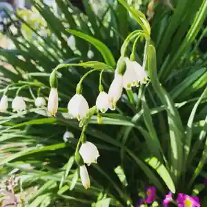 豊景神社の自然(2021年04月27日(火) 06時19分38秒投稿)