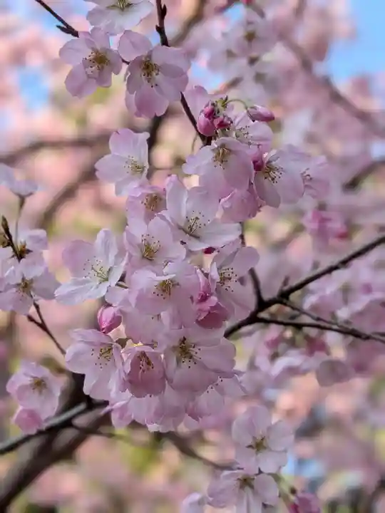 神明氷川神社(東京都)