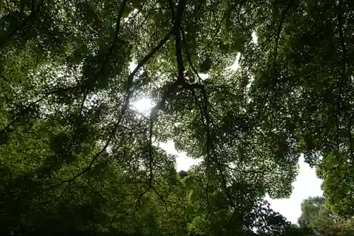 𠮷水神社（吉水神社）の自然