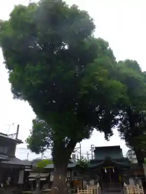 猿田彦神社の自然