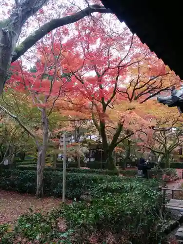 真正極楽寺（真如堂）の庭園