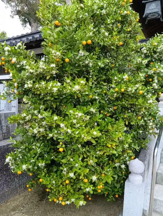 三津厳島神社(愛媛県)