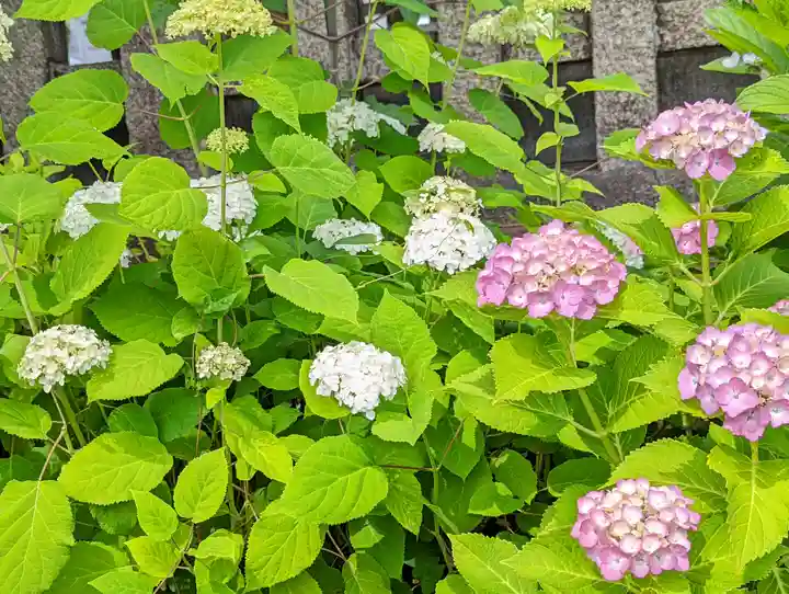 六孫王神社(京都府)