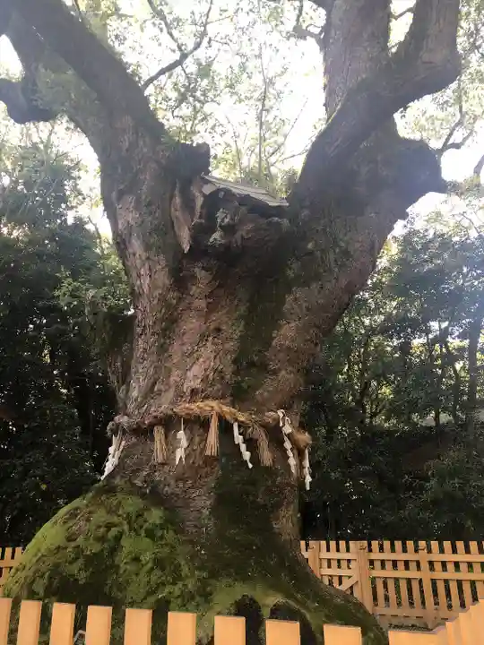 熱田神宮の自然