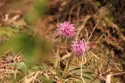 三峯神社の自然