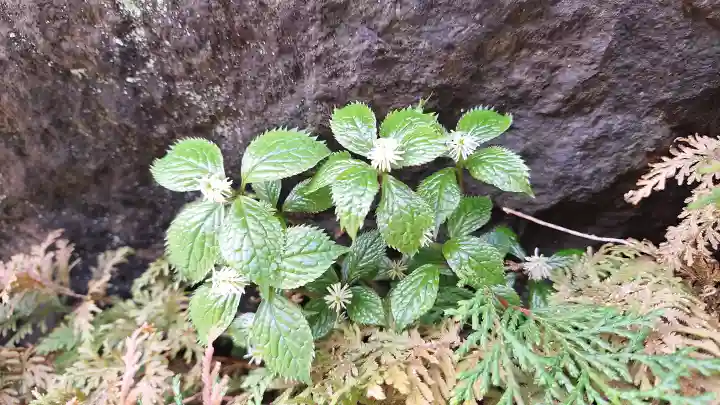 大渕寺の{uncategorized: "未分類", other: "その他", undefined: "問題あり", building: "その他建物", grave: "お墓", sacred_gate: "鳥居", guardian: "狛犬", statue: "像", buddha: "仏像", history: "歴史", nature: "自然", garden: "庭園", animal: "動物", pagoda: "塔", temizu: "手水舎", mountain_gate: "山門・神門", sanctuary: "本殿・本堂", subordinate: "末社・摂社", art: "芸術", scenery: "景色", jizo: "地蔵", ema: "絵馬", goshuin: "御朱印", omikuji: "おみくじ", items: "授与品その他", amulet: "お守り", goshuincho: "御朱印帳", eats: "食事", festival: "お祭り", votive_dance: "神楽", shichigosan: "七五三参", wedding: "結婚式", experience: "体験その他", initially: "初詣", around: "周辺", anti_infection: "感染症対策"}