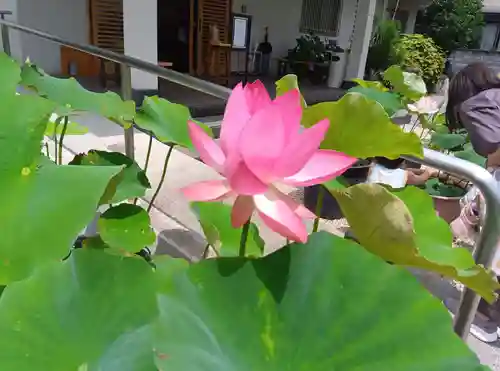 大久寺(神奈川県)