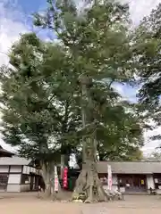 八枝神社の自然