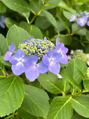 高幡不動尊　金剛寺(東京都)