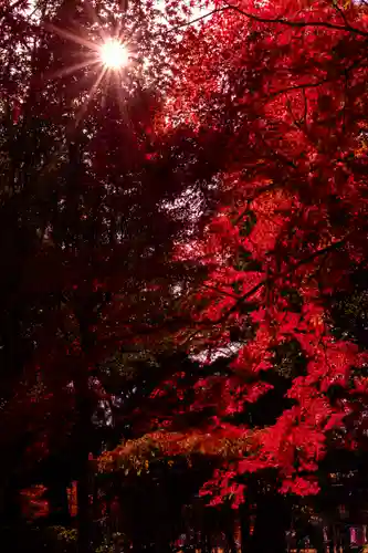 賀茂別雷神社（上賀茂神社）(京都府)