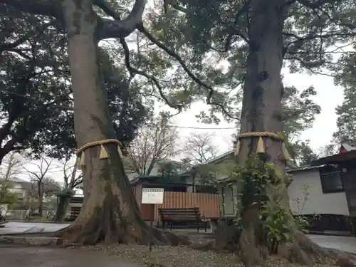 大宮・大原神社の自然