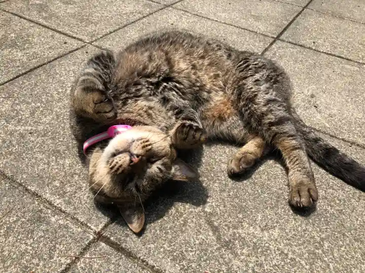 小浜神社の動物
