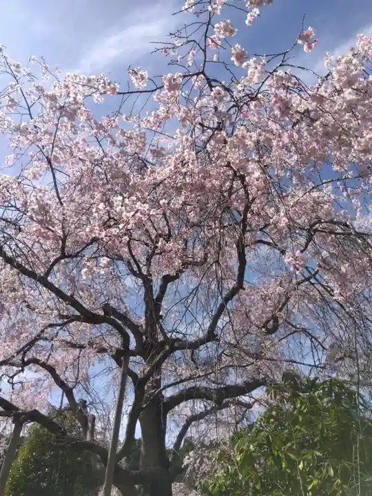 宝泉寺(京都府)