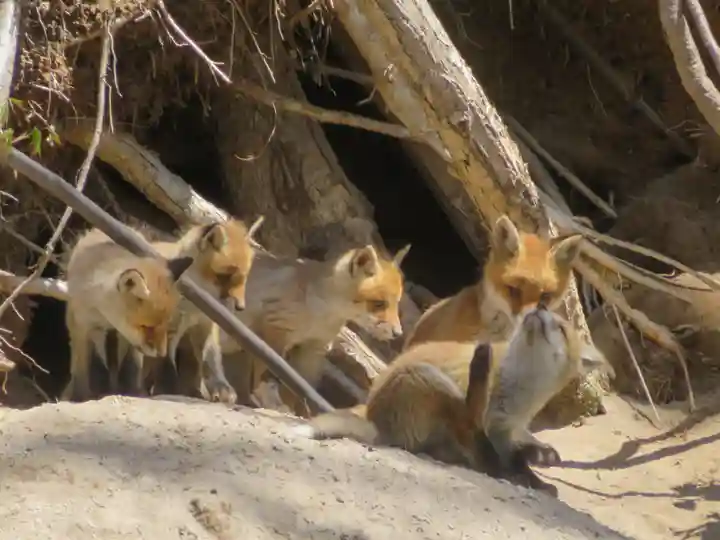 月寒神社(北海道)
